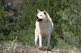 AKITA INU 378